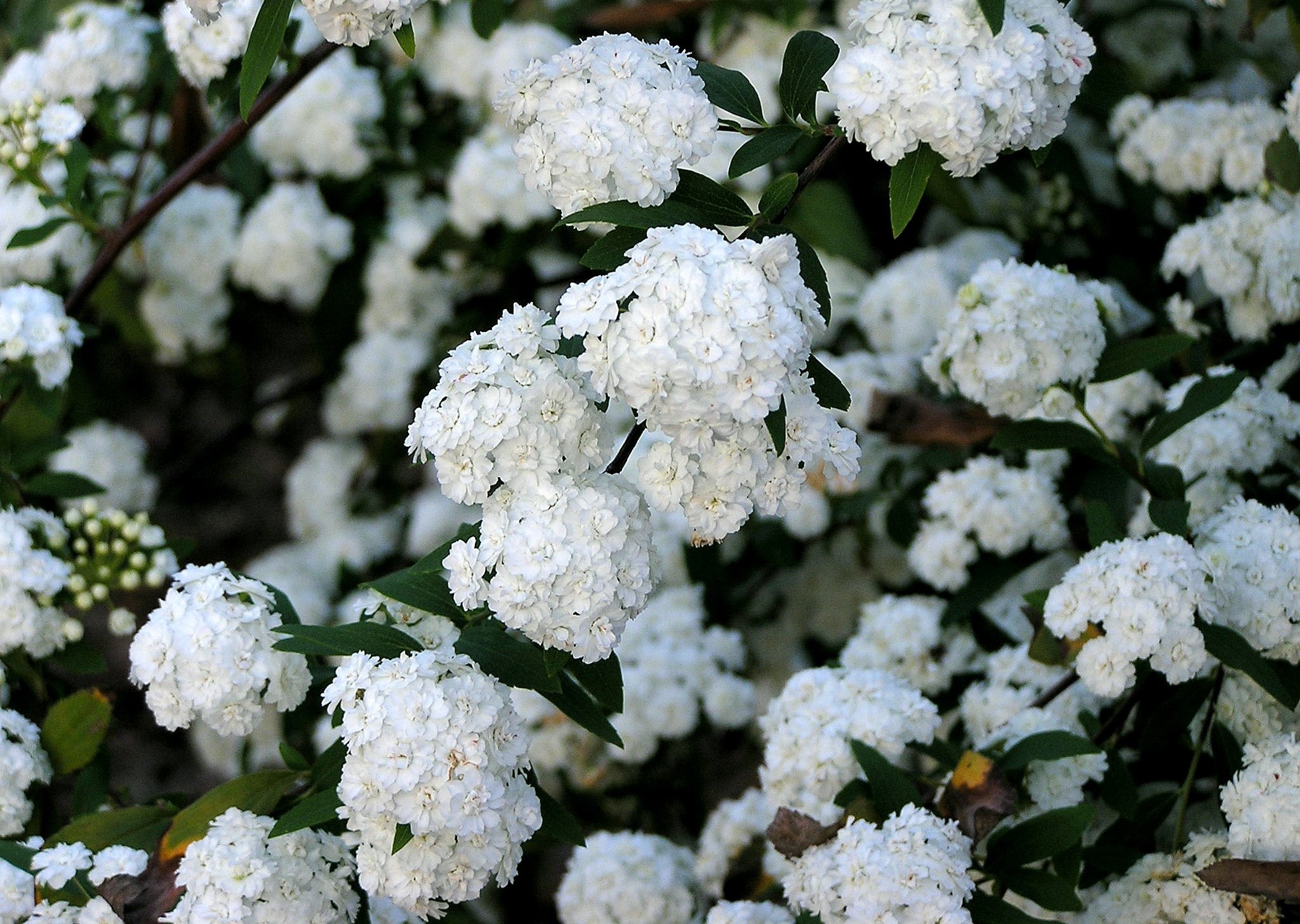 Кустарник цветет белыми цветами ранней весной фото с названиями