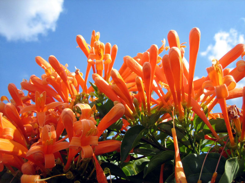 Cipo-de-são-joão: beleza simples e adorável que caem em cascata de flores  na cor laranja brilhante. | Cantinho