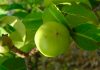 Manchineel: a árvore mais sinistra e perigosa do planeta, considerada a árvore da morte pelo Guinness