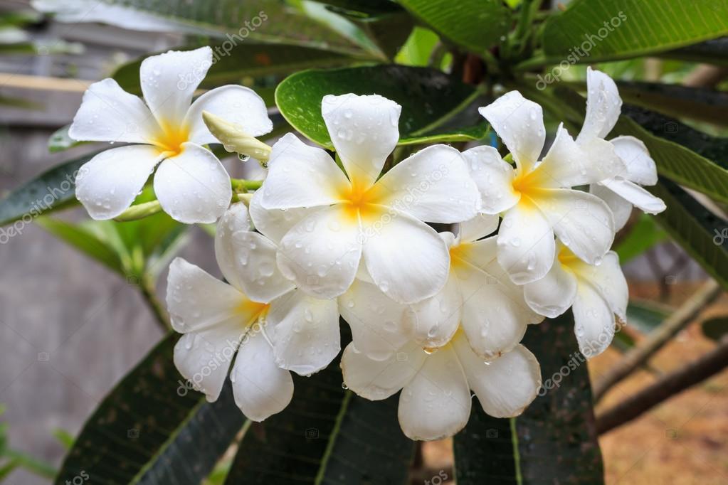 Jasmim do Caribe – Com flores grandes e vistosas, o buquê-de-noiva que  inspira sofisticação a todo tipo de jardim | Cantinho