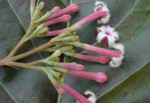 Quinina – um tratamento que não é exclusivo para malária