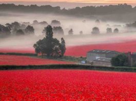 Primeiro desabrochar de flores de papoula em anos rouba a cena em fazenda