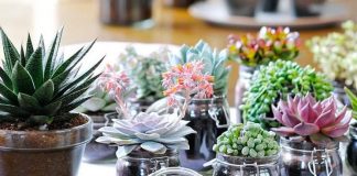 57 Ideias de Vasos para Suculentas e Cactos Lindos e Fáceis de Fazer