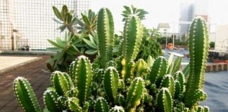 Como cuidar do cacto Castelo de Fada