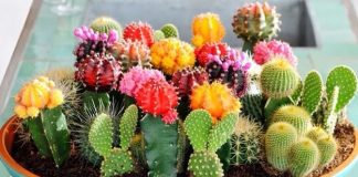 Tipos de cactos em casa: cuidados, nomes e fotos.