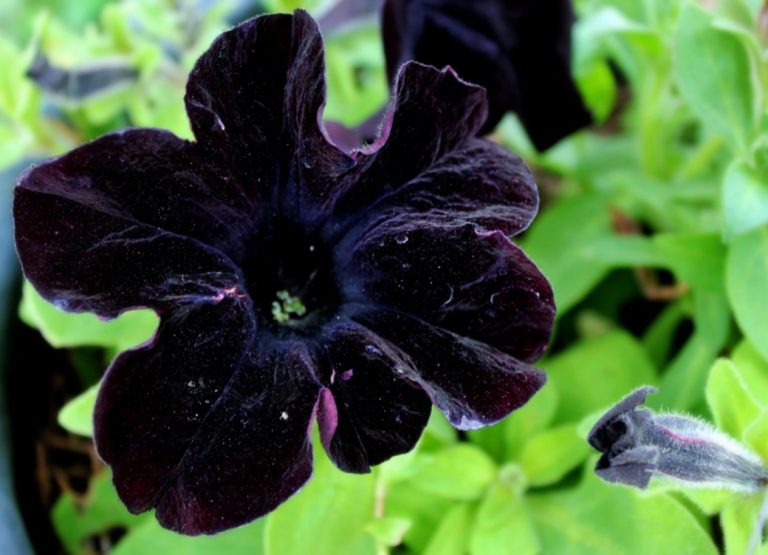 Conheça 11 espécies de lindas flores negras | Cantinho