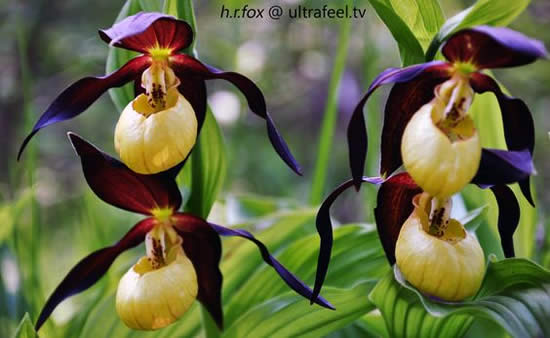 Orquídea Sapato Formosa: Cinderela perdeu o sapatinho! | Cantinho