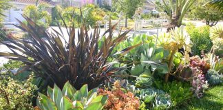 Mil e uma ideias com suculentas para decorar um belo jardim