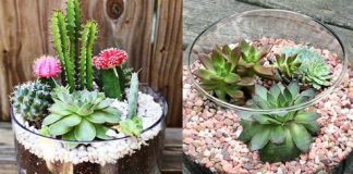 O uso de cactos e suculentas na floricultura decorativa.