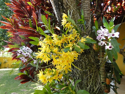 Aprenda como plantar Orquídeas em árvores. | Cantinho