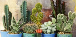 Cactos: Diferentes tipos, espécies e classes e cultivo.