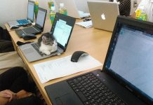 Empresa paga funcionários por gatos resgatados