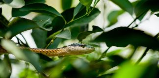 Plantas que afastam cobras